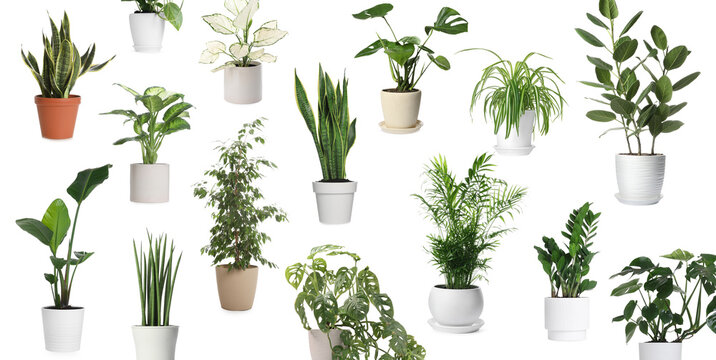 Different house plants in pots isolated on white, set
