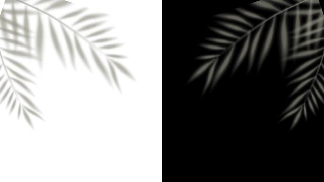 palm tree leaves. Hello summer
