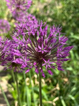 Fresh purple allium (purple rain) flower close up