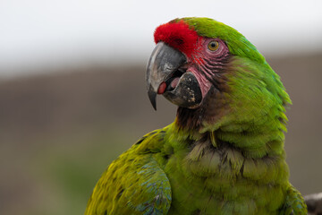 Close up of a military macaw (ara militaris) © tom