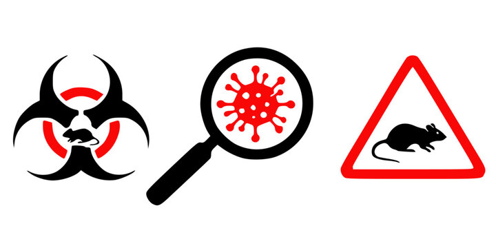 Hantavirus infHantavirus infections or hanta virus. Hantavirus, official name orthohantaviruses, are transmitted to humans through the urine, feces, and saliva of raections or hanta virus