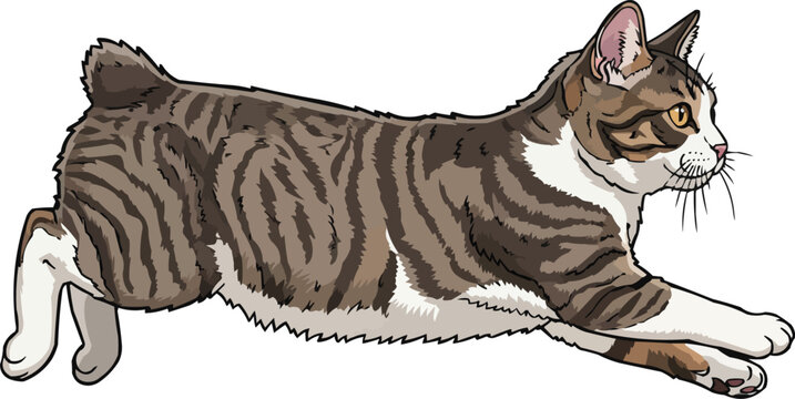 Manx Cat jumping leaping athletic action pose vector illustration