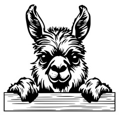 Obraz premium A charming llama with a playful expression, peering over a wooden plank. A captivating artistic interpretation, filled with personality and charisma. vector illustration