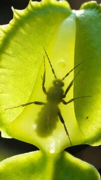 Sealed Venus flytrap backlit showing active insect silhouette inside