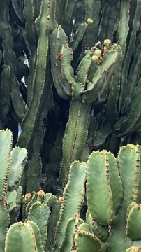 Euphorbia candelabrum or Candelabrum spurge cactus plants in the garden of Tenerife, Canary Islands,Spain,4K.