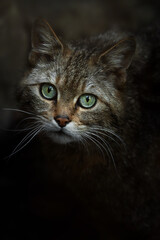 European wild cat (Felis silvestris) detail portrait © Sangur