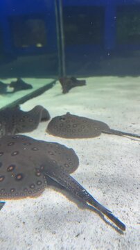 Potamotrygon motoro freshwater stingray and tropical fish share aquarium tank in exotic community display setting. Multi-species aquarium footage suits oceanarium promotion, aquarium brand content