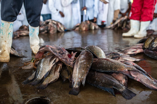 Fish market in Arua, Uganda: piles of fresh Tilapia on the wet floor