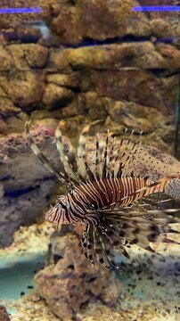 Pterois volitans red lionfish with venomous spines and striped pattern rests on rocky aquarium bottom in marine display. Exotic fish footage suits oceanarium promotion, marine biology education