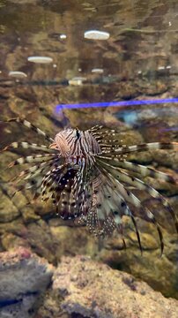 Pterois volitans red lionfish swims in profile view displaying full ornate venomous fin spines and striking stripe pattern. Marine predator side footage suits diver brand promotion, reef content