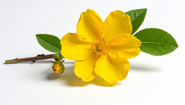 fresh and beautiful yellow musk flower with natural green tree and leaf stalk,