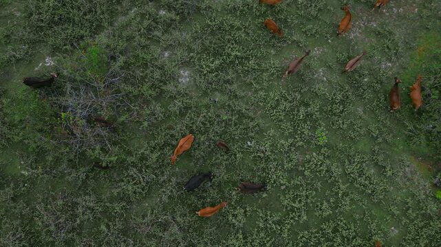 Drone Cows Herd Movement. Overhead Shot Capturing Energetic Herd Behavior In Pasture. Aerial Perspective Showing Dynamic Herd Movements Amidst Natural Grazing Landscape With Textured Details