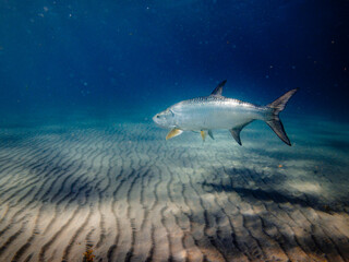 Fototapeta premium tarpon swimming in ocean