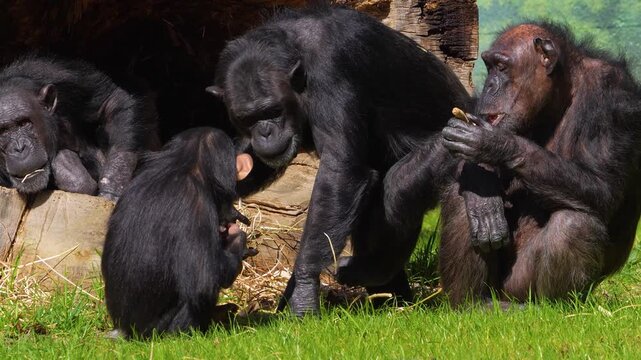 Close up young baby chimpanzee resting on a meadow and watching on a sunny spring day.