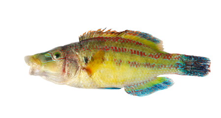 East Atlantic peacock wrasse fish, Symphodus tinca, isolated on white background, clipping path © dule964