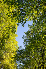 Fototapeta premium Sunlit Plane and Oak Tree Canopy, Against Blue Sky