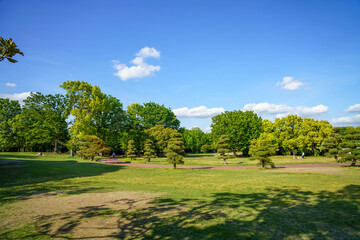 Fototapeta premium 新緑に包まれる公園