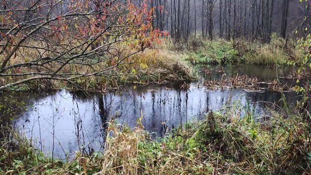 A small river runs along the grassy banks. A dense mixed forest grows nearby. There are red leaves bushes. There is aquatic vegetation in the water. Cloudy autumn weather and grey sky. It's drizzling