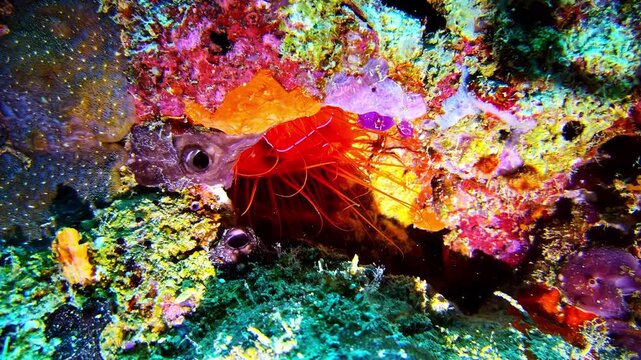 Red shrimp pulsates among colorful coral reef textures and marine life underwater