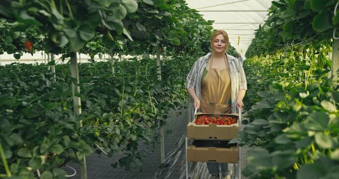 A woman picks strawberries in a greenhouse during summer and carries a box filled with ripe berries while smiling