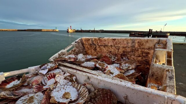 Catch of scallops leftover shells in containers on a fishing boat near port