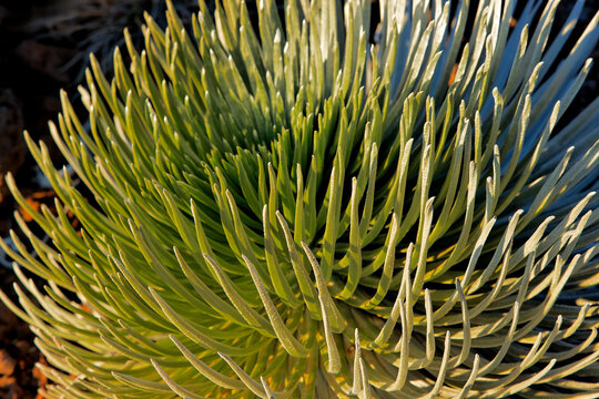 A silversword in early morning grows high on Haleakala on Maui Hawaii