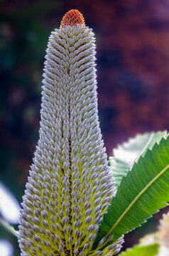 Banksia flowers in a botanical garden in Maui Hawaii
