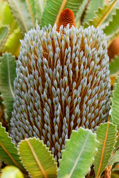 Banksia flowers in a botanical garden in Maui Hawaii