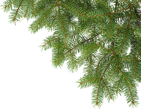 Green spruce tree branches corner frame detail isolated on transparent background