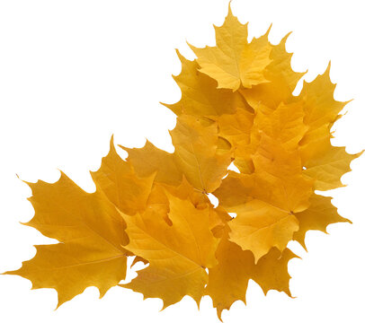 Yellow maple leaves cluster top view isolated on transparent background
