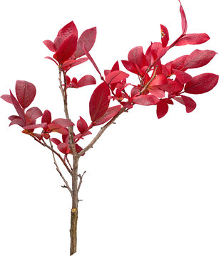 Red autumn blueberry bush branch side view isolated on transparent background