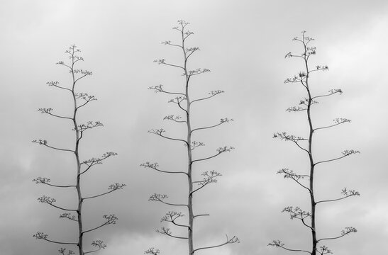 A trio of agave flower stems silhouetted against a cloudy sky
