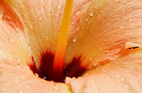 Dew on the petals of an orange hibiscus flower