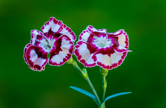 Red and white carnations bloom in an early spring garden near Seattle Washington