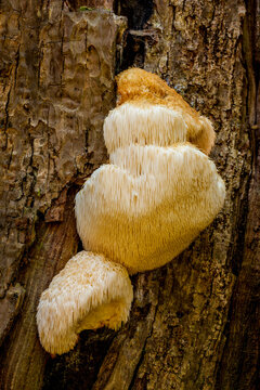 A large Lion's Mane mushroom grows on a tree trunk in upper Washington State