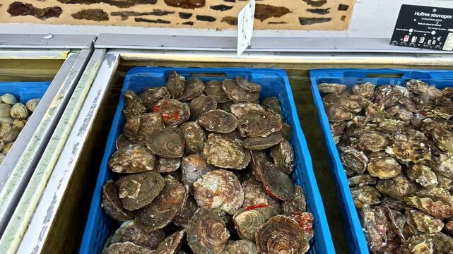 Fresh bivalve shellfish clams and oysters in crates at a market seafood
