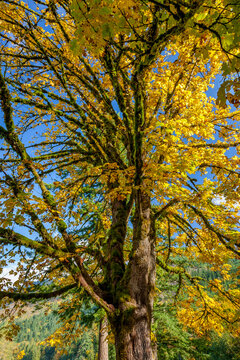 Vine maple leaves turn golden yellow in autumn in upper Washington State