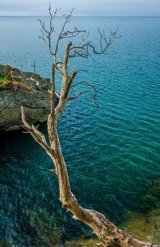 A dead tree hangs over the edge of the ocean on the coast of Washington State