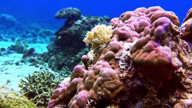 Underwater coral reef with a vibrant sea anemone gently swaying in the ocean current