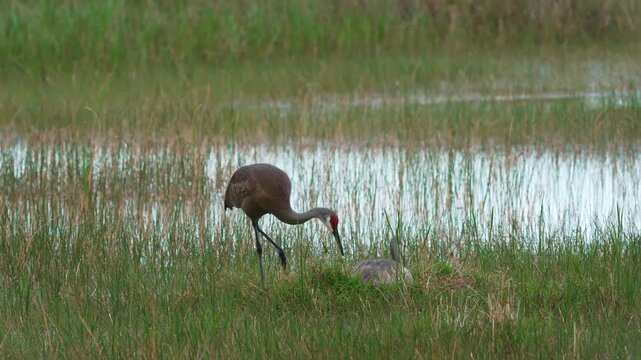 Sandhill Cranes on Nest- part A