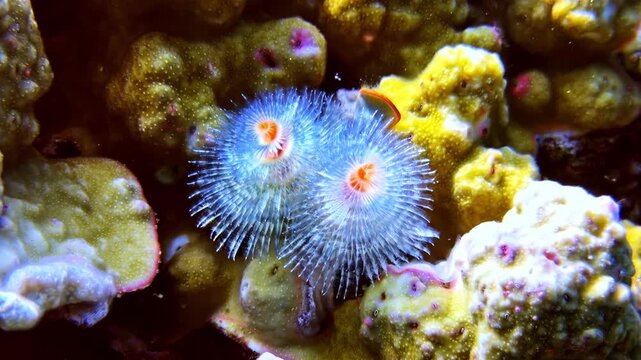Fan-shaped marine worm extends spiral plumes underwater on brightly colored coral