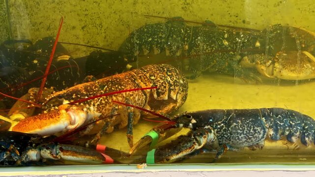 Lobsters and shellfish in tank at seafood market in Cancale France editorial setting