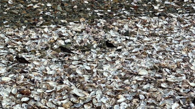 Coastal area covered in oyster shells with several black birds foraging among them Cancale France