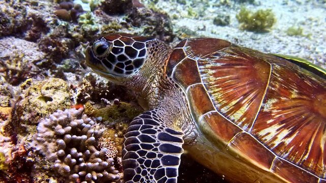 Beautiful green sea turtle with suckerfish on its shell resting and grazing on a coral reef