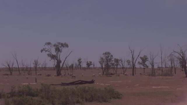 Flock of sheep grazing on dry red soil plain dotted with sparse bare trees under clear sky in northern Morocco
