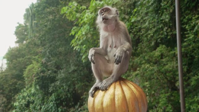 Cinematic footage of a macaque perched in an elevated position with natural background.