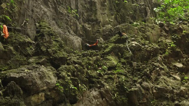 Wildlife interaction as roosters roam freely along rocky surfaces within a cave setting.