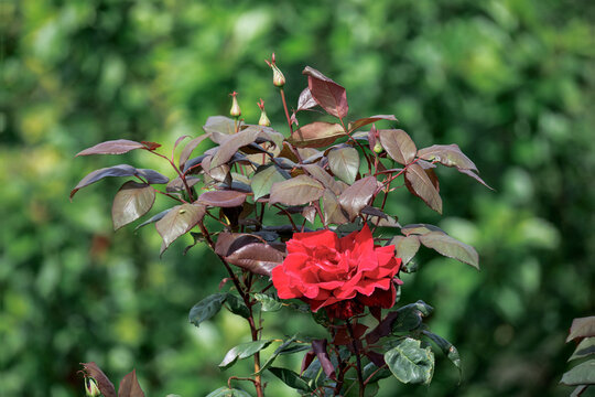 Rosa rossa con petali soffici e boccioli sullo sfondo