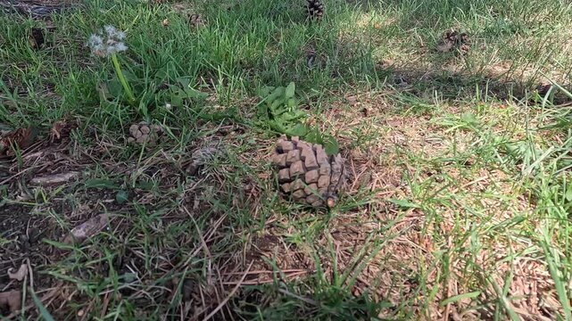 4K close-up of a pine cone and blowing dandelion fluff on green grass with swaying tree shadows