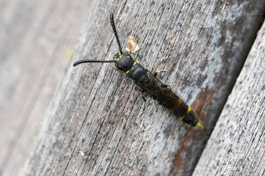 Closeup on a Common, European,  sapygid wasp Sapyga clavicornis a parasite on solitary mason bees